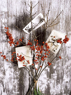 berry-display