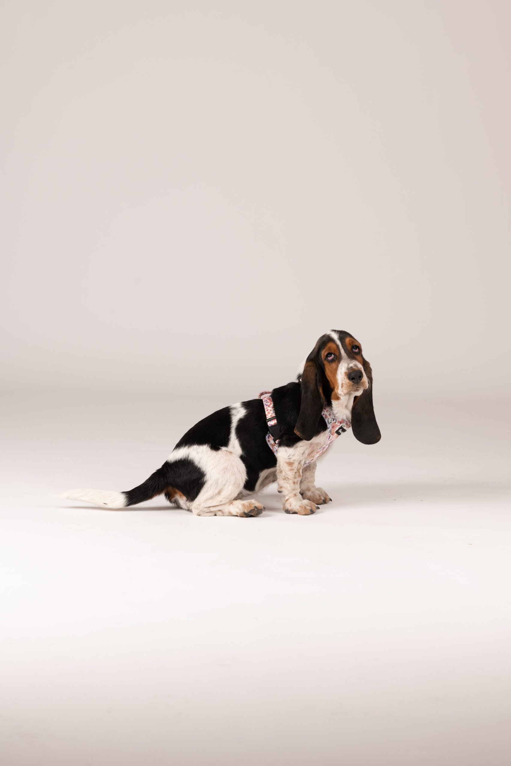 Arnés ajustable perro