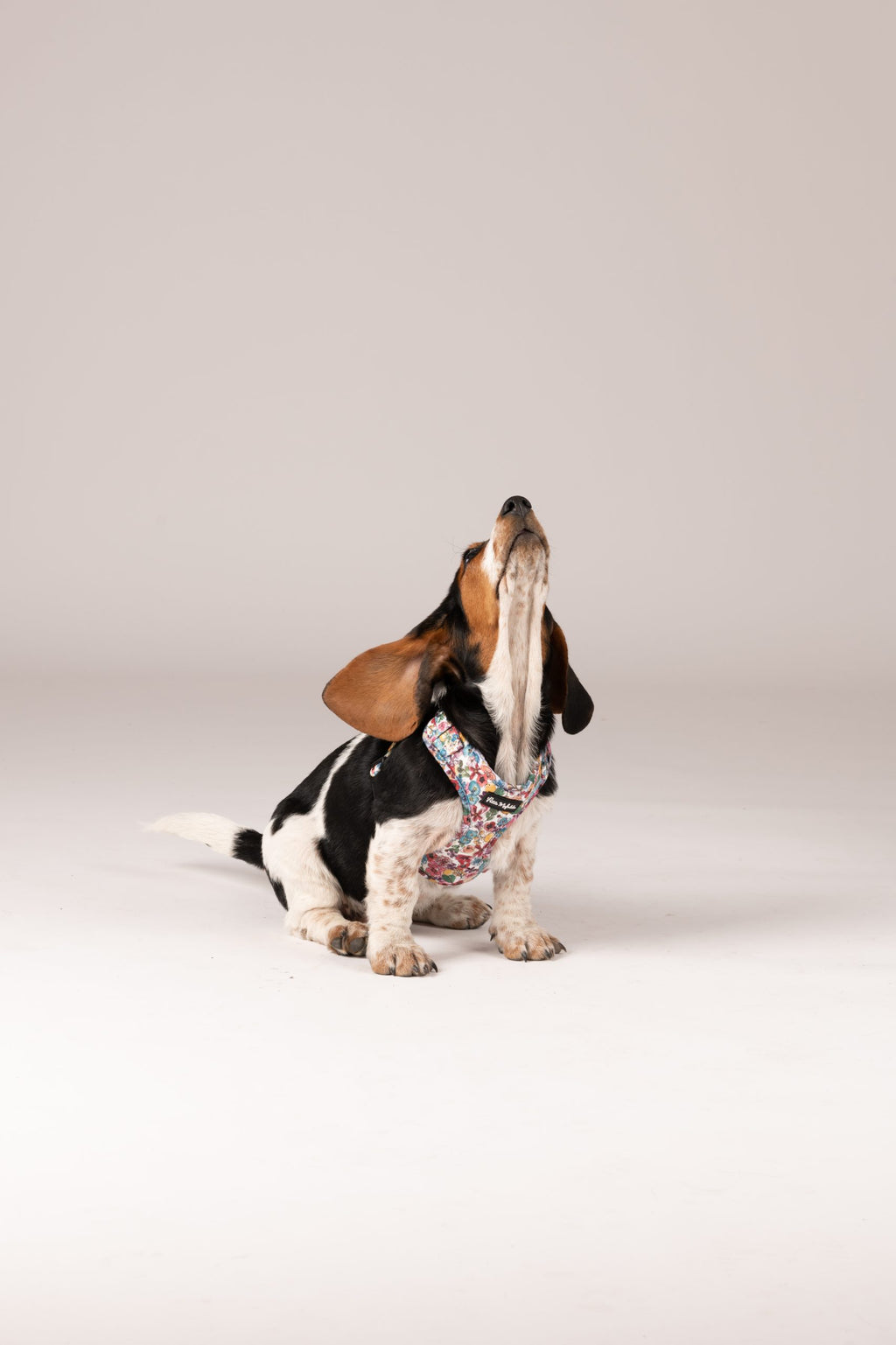 Arnés ajustable perro