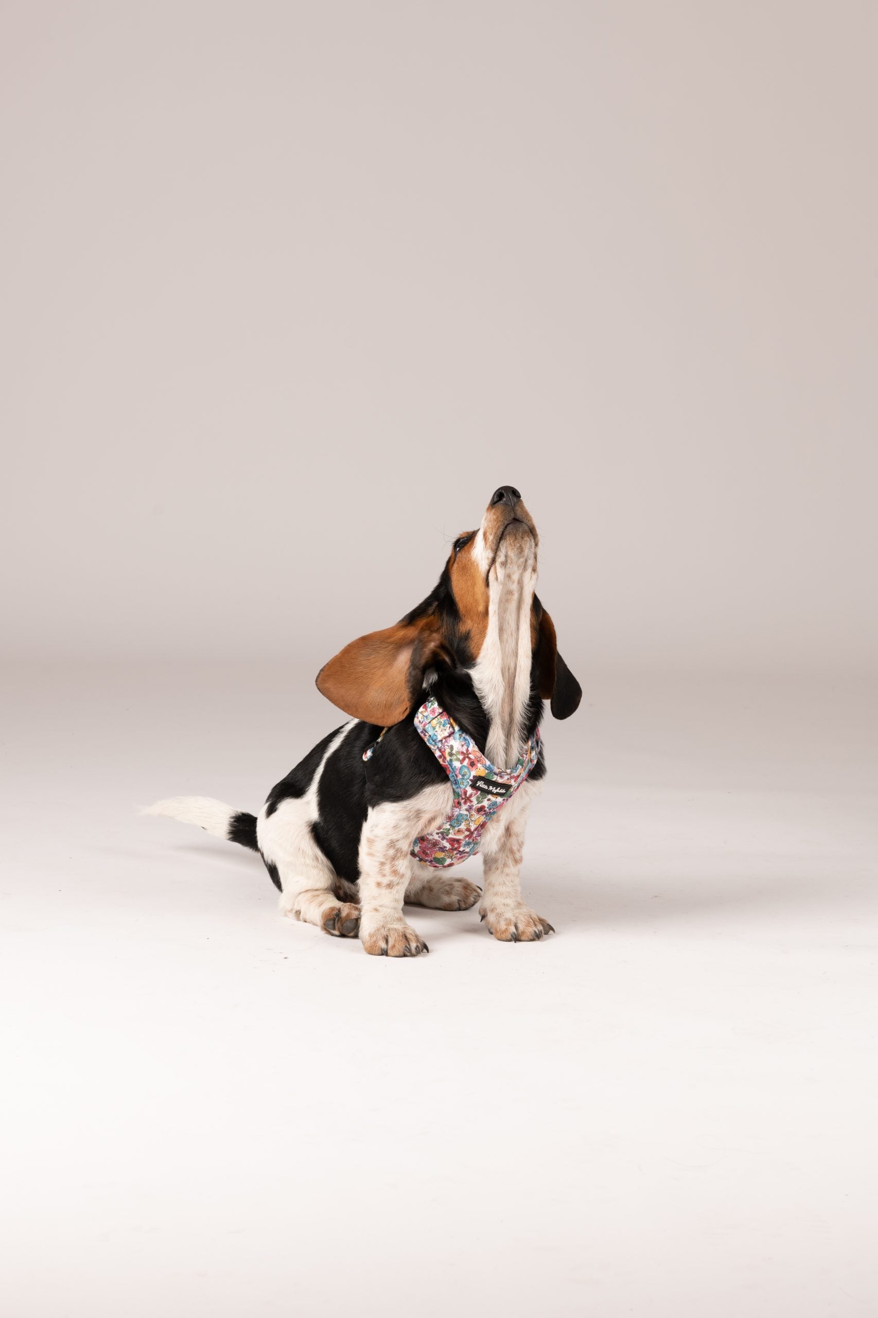 Arnés ajustable perro