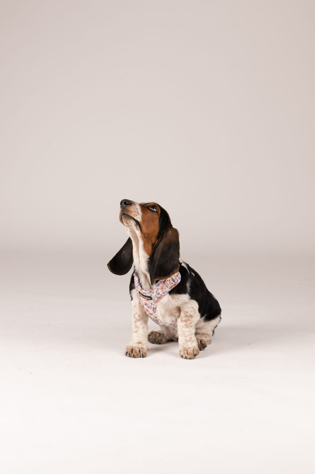 Pack arnés + correa + bolsa