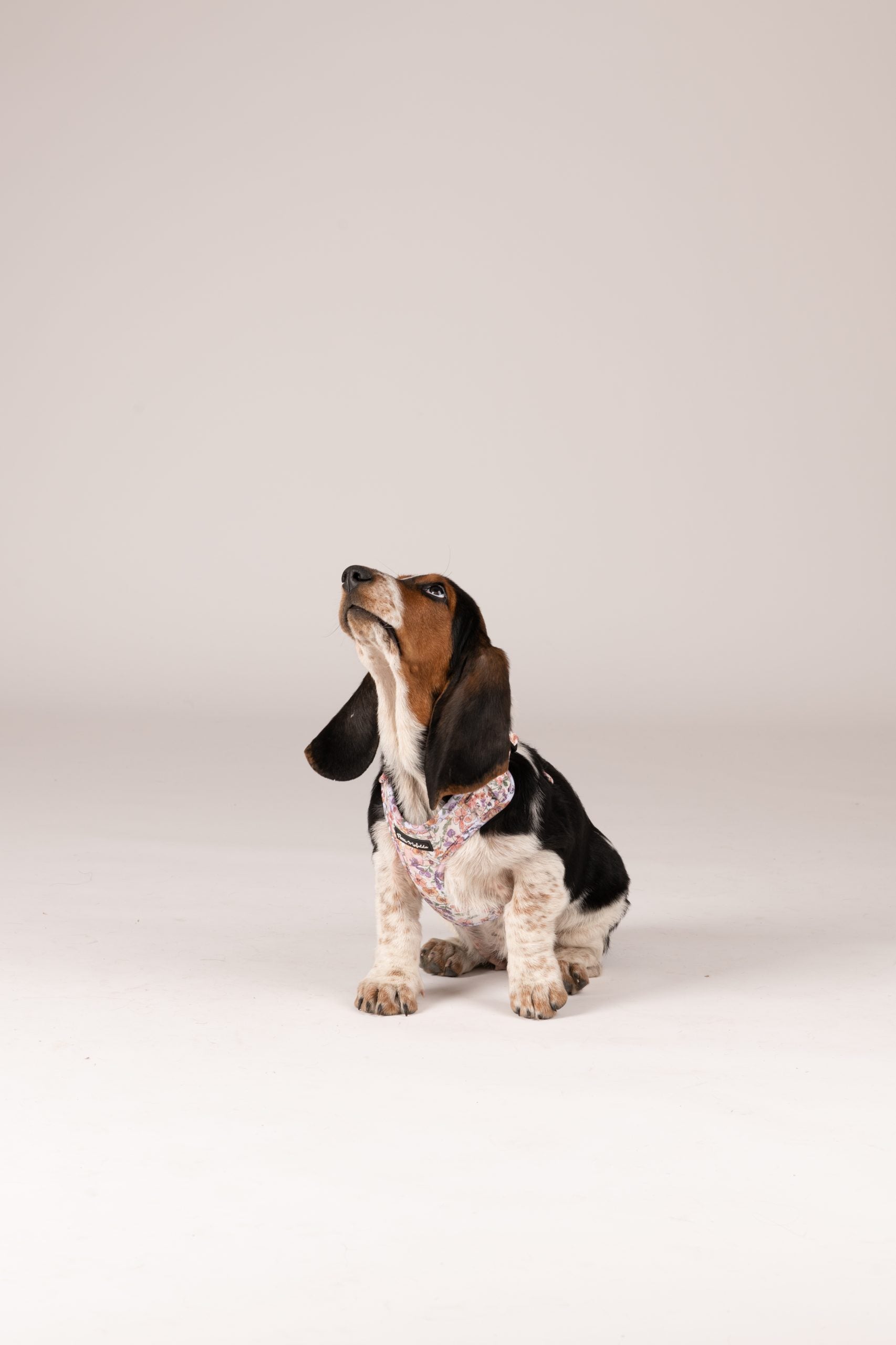 Pack arnés + correa + bolsa