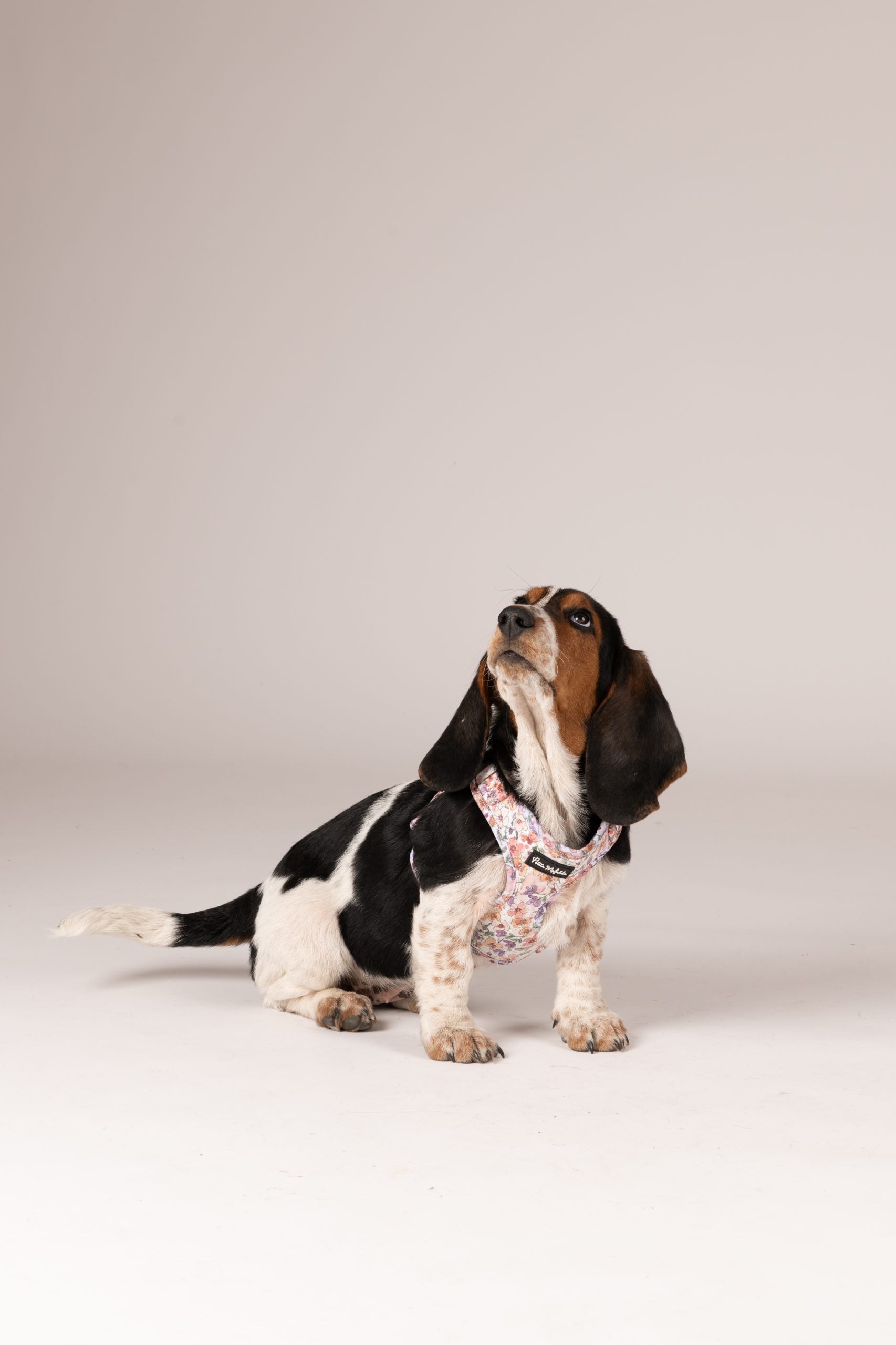 Arnés ajustable perro