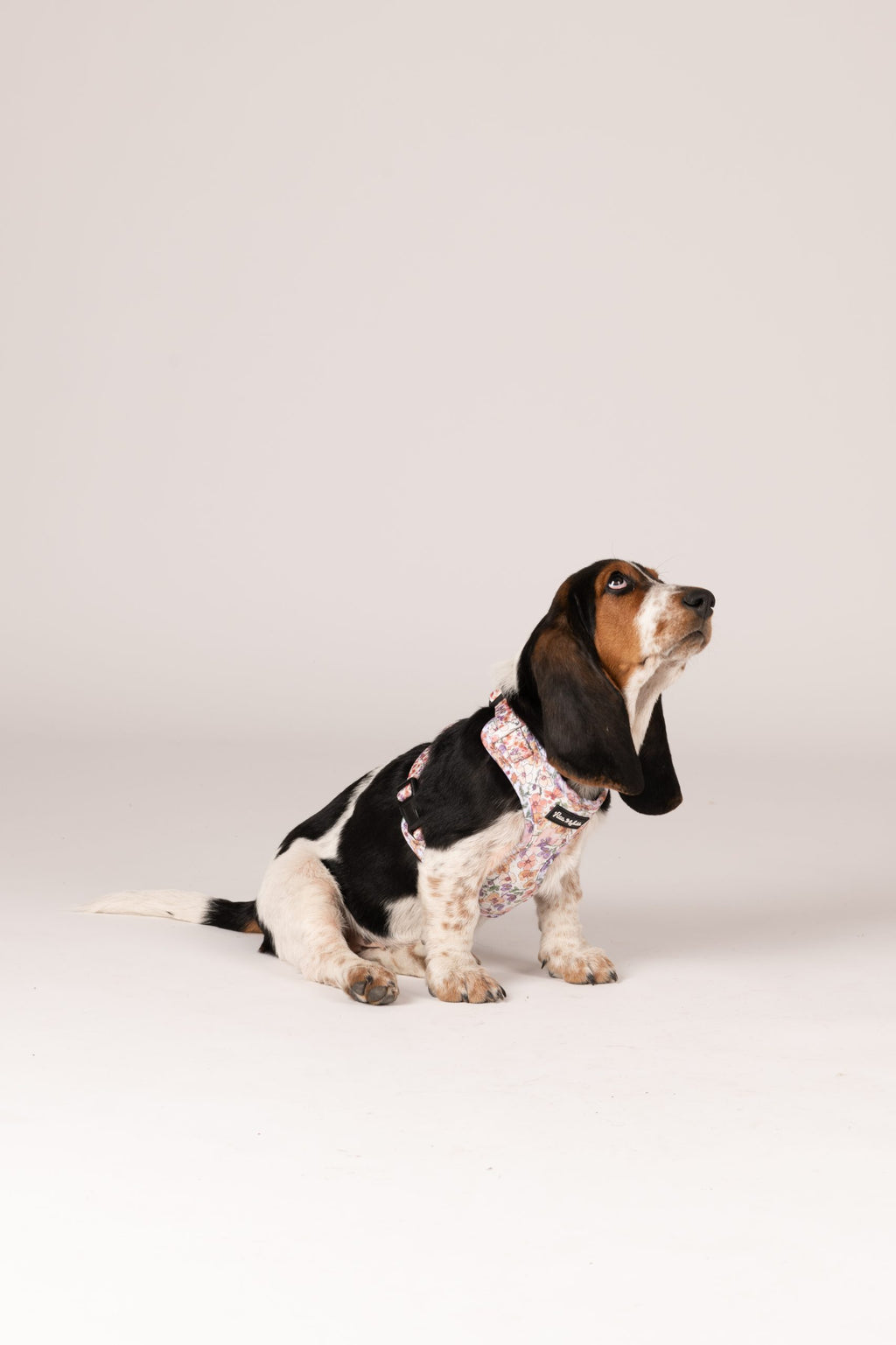 Arnés ajustable perro