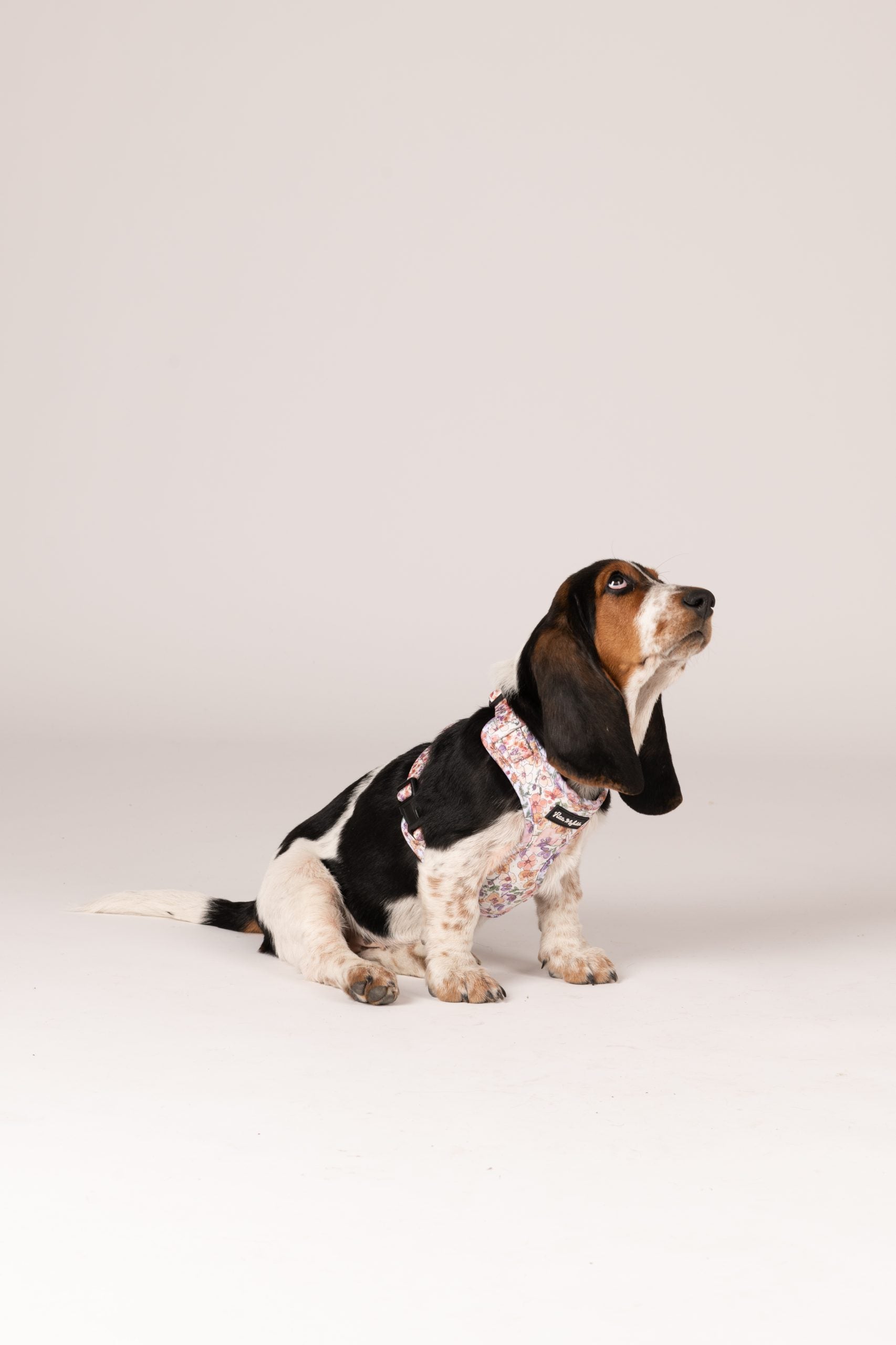 Arnés ajustable perro