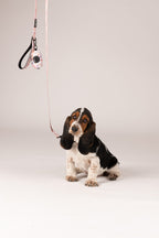 Pack collar + correa + bolsa