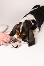 Pack collar + correa + bolsa