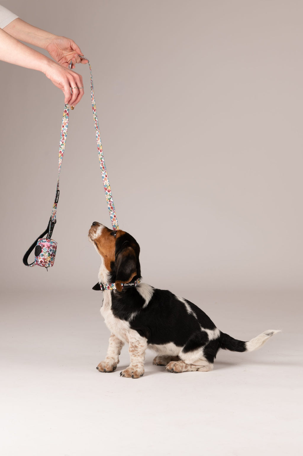 Pack collar + correa + bolsa