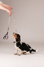 Pack collar + correa + bolsa